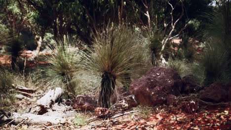 australian outback landscape with grass trees and rocks