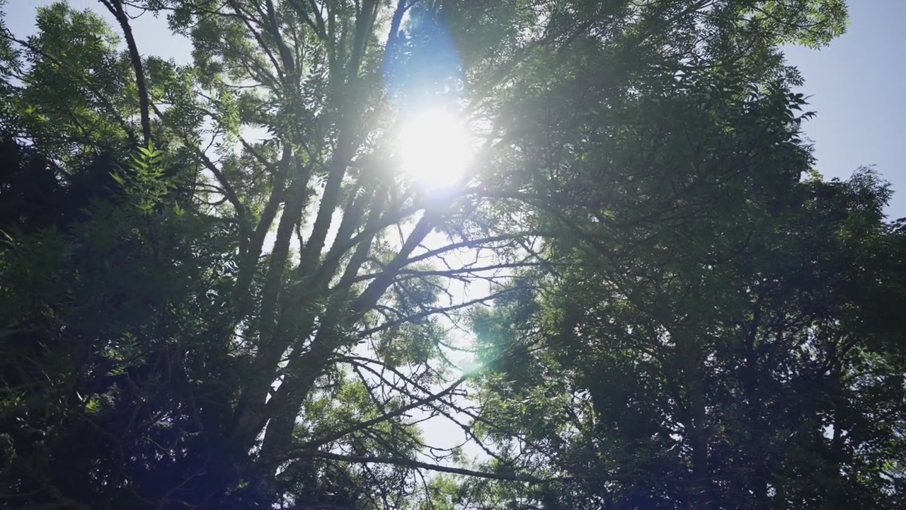 Luz solar que se filtra a través de exuberantes ramas de árboles verdes, creando una escena natural tranquila. Follaje vibrante, cielo brillante, atmósfera pacífica, exteriores serenos, un entorno veraniego que calma y una vista relajante de la naturaleza.