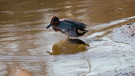 Eurasischer-Teal-Männchen,-Der-Bei-Sonnigem-Tag-Auf-Seichtem-Teichwasser-Kratzt