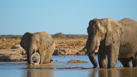 dos elefantes de pie en el pozo de agua jugando salpicando agua, movimiento lento