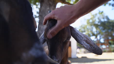 a point of view shot of animals getting pet at an animal farm sanctuary