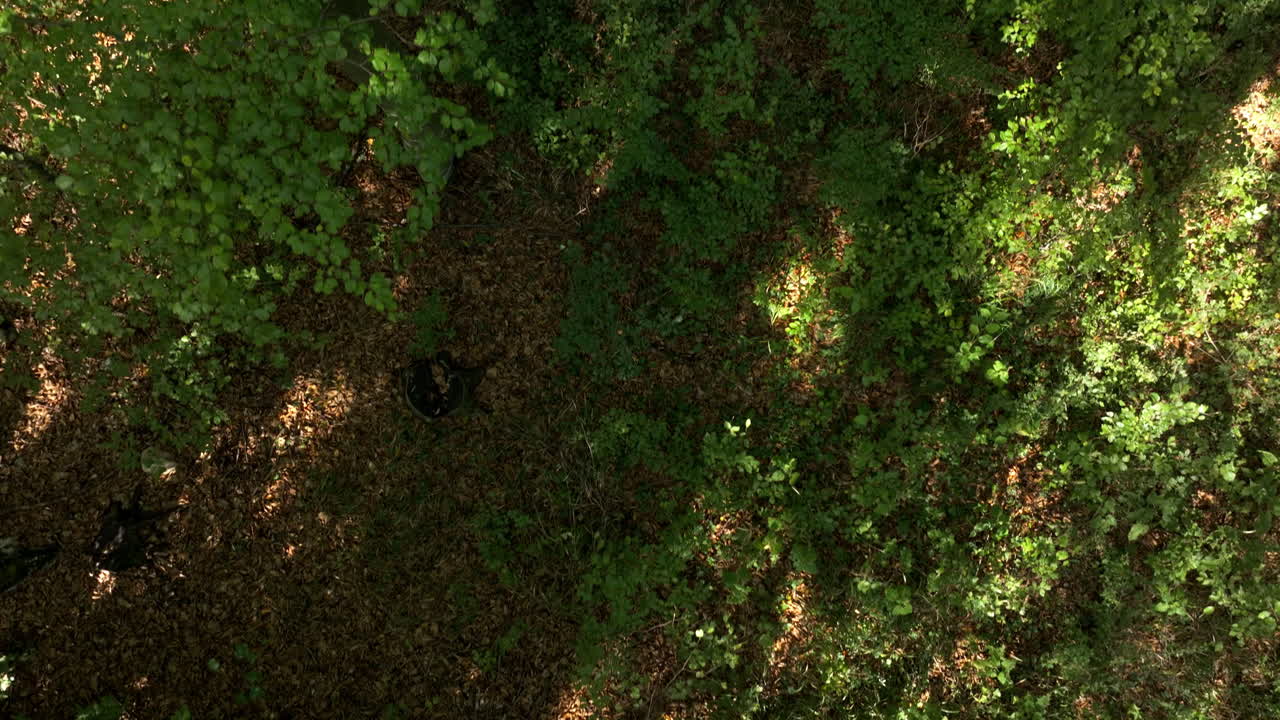 숲의 천막을 공중에서 볼 수 있습니다.
