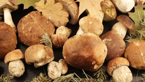 porcini mushrooms, dry leaves and fir-needle,  background