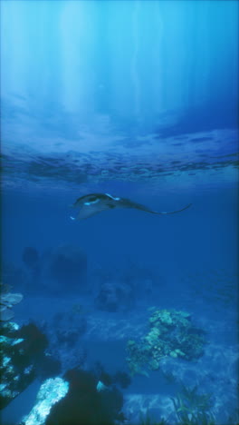 manta ray swimming over coral reef