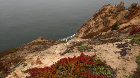 panning shot peering over the edge of a point reyes cliff to the ocean below with red ice plant in the foregroound