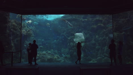 Visitors-At-The-Florida-Aquarium-Watching-And-Taking-Photos-Of-Marine-Species-Swimming-Inside-Huge-Fish-Tank