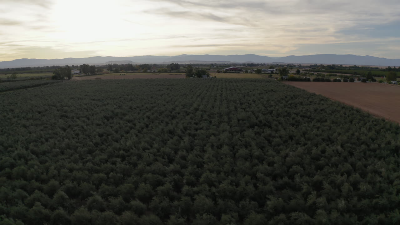 Aerial view of a vast agricultural field with distant mountains under a cloudy sky