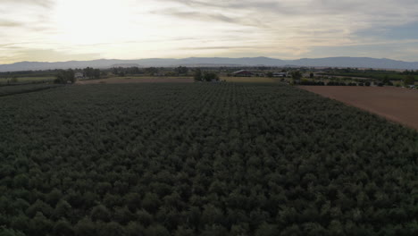 aerial view of a vast agricultural field with distant mountains under a cloudy sky