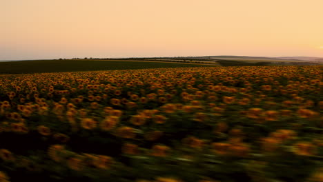 Sunflower-Field-Farmland-at-Sunset,-Aerial-View-Of-Golden-Agricultural-Vast-Land-in-Countryside-Region-During-Summer-Season-in-Moldova