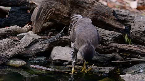 The-Crested-Goshawk-is-one-of-the-most-common-birds-of-prey-in-Asia-and-belonging-to-the-same-family-of-eagles,-harriers