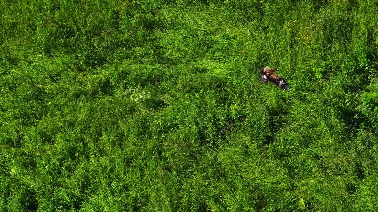 Beautiful hawk bird rises from meadow and flies away, aerial view