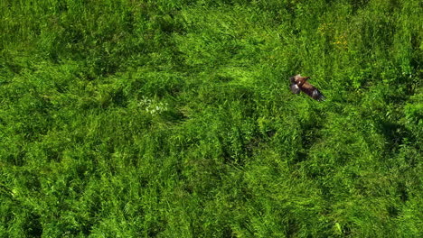 beautiful hawk bird rises from meadow and flies away, aerial view