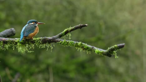 a stationary slowmo footage of a common kingfisher resting on a tree branch while looking around