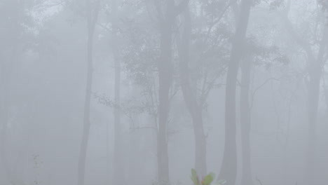 땅에 나뭇잎이 있는 안개가 자욱하고 변덕스러운 숲 장면