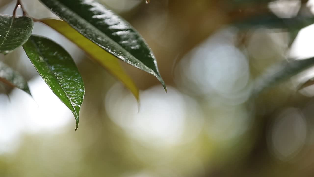 imágenes de primer plano de la cosecha durian dorada y hermosa, el rey de la fruta