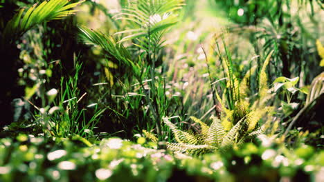 close up jungle grass and plants