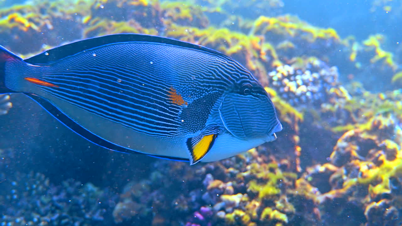 Close up of a Sohal surgeonfish swimming near a coral reef