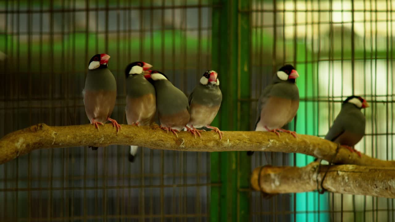 Group of Java sparrows perched on branch in cage, flapping wings and chirping, slow motion