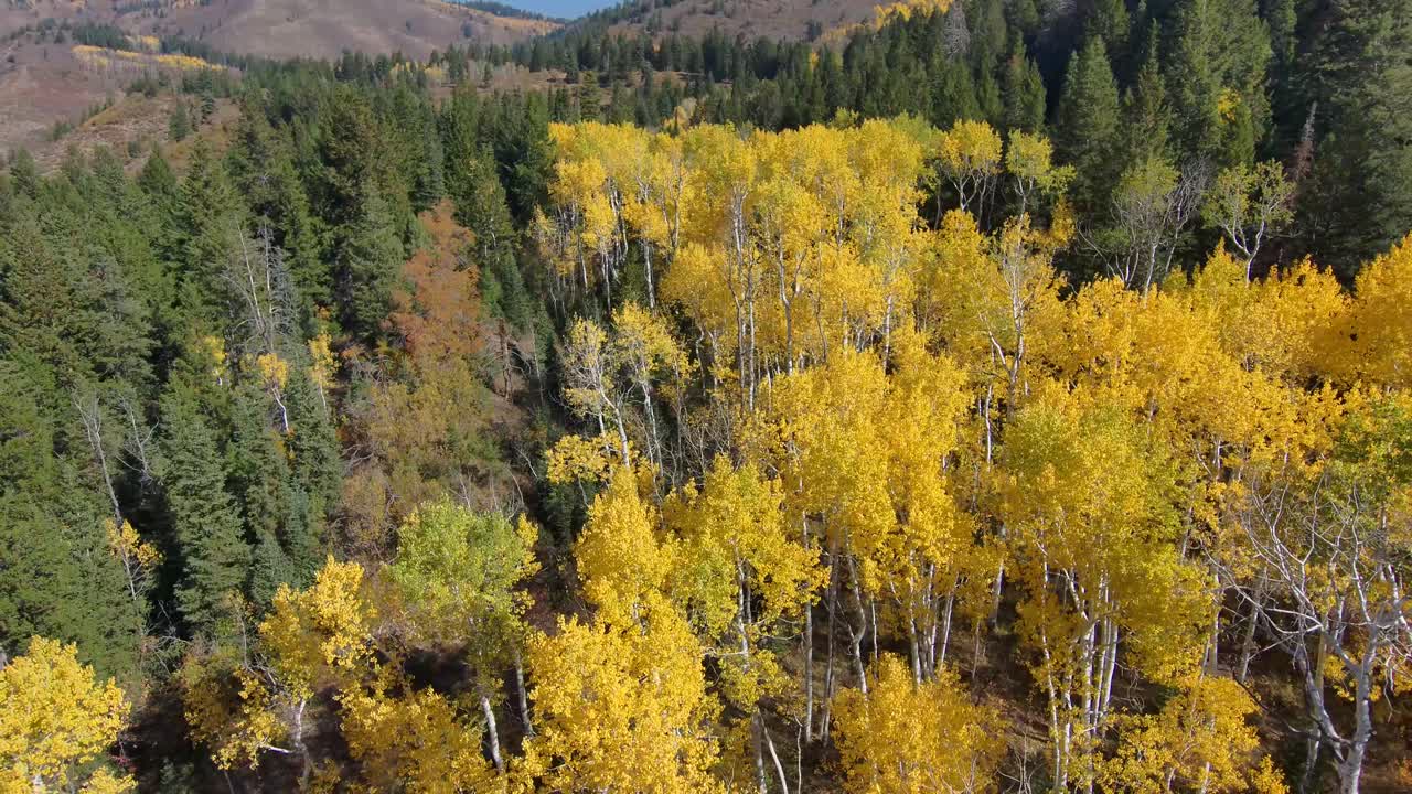 retiro vista aérea mientras vuela entre dos pinos sobre un bosque de álamos en otoño con hojas amarillas vívidas en un paisaje de montaña