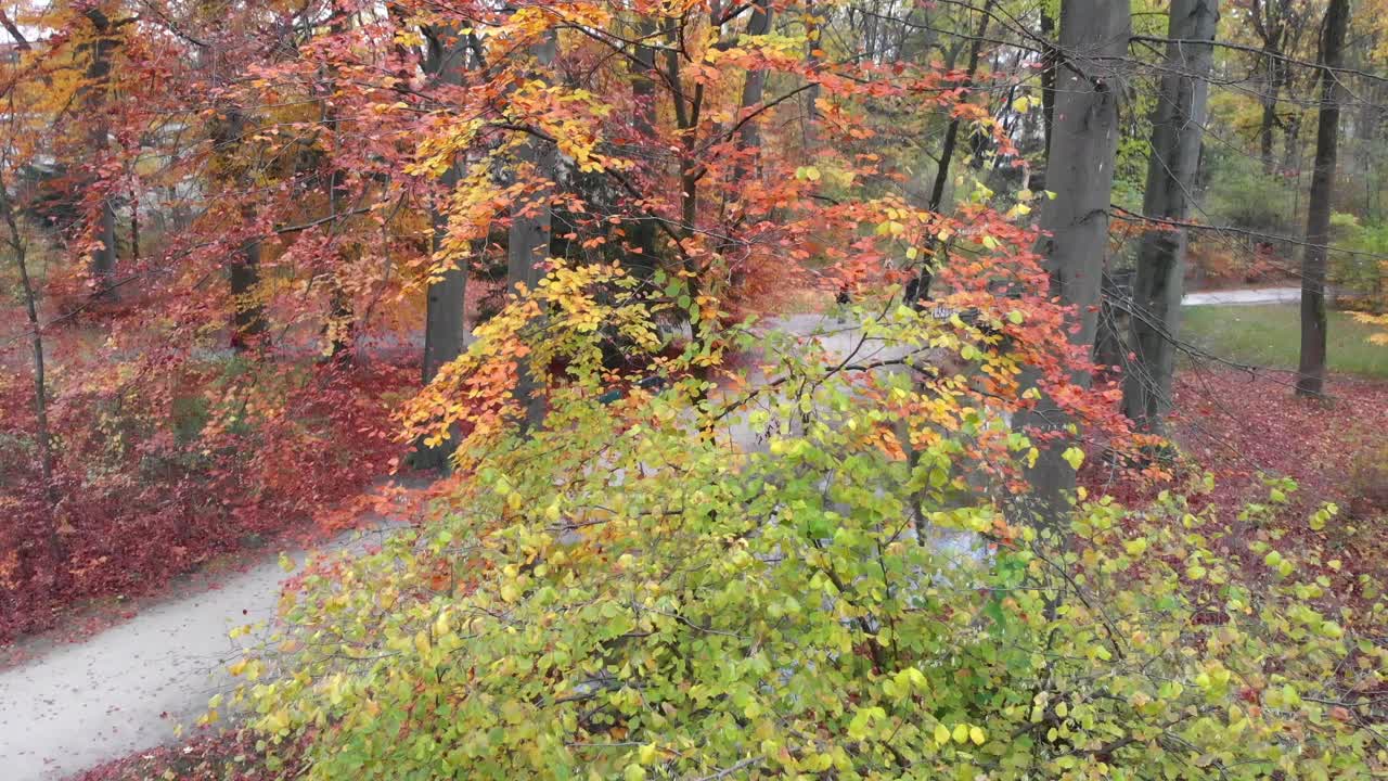 오후와 저녁에 4k 24fps로 무인 항공기가 있는 영국 정원의 뮌헨 가을 나무