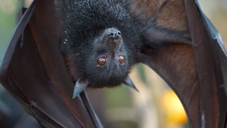 close up shot of a large flying fox hanging upside licking his mouth after eating