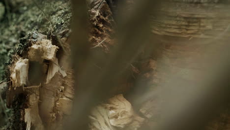 large fallen tree in forest. broken wood with rotten core