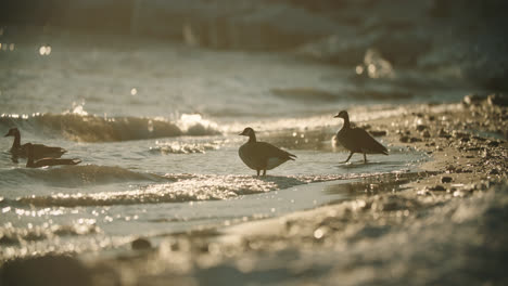 canadian geese silhouette standing in beach waves during summer sunset