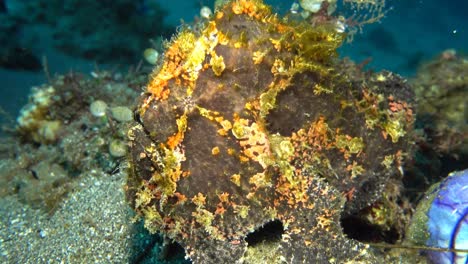 giant frog fish sitting on the bottom