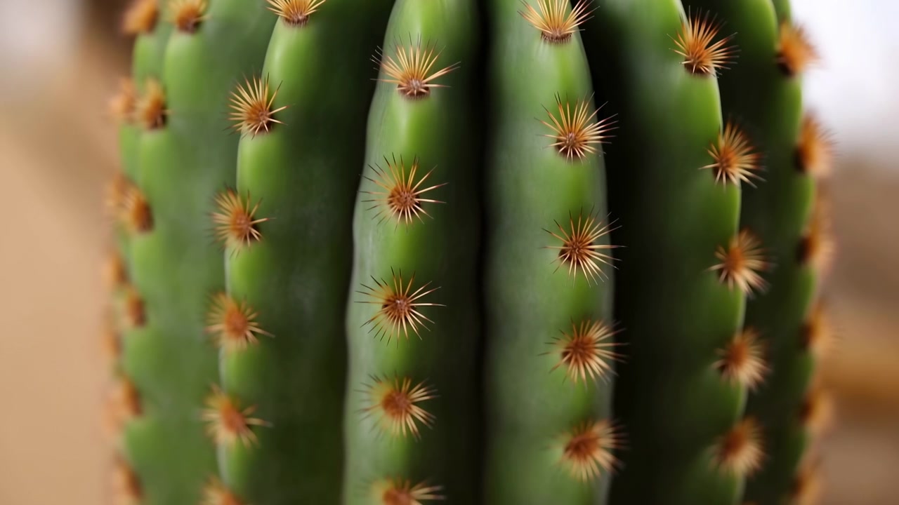 Primo piano ravvicinato di un cactus verde alto e costoluto che mostra costolature verticali, epidermide lucida e grappoli di spine radiali corte e marroni sulle areole. Luce calda e soffusa dal lato sinistro