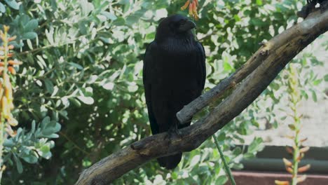 a fan-tailed raven (corvus rhipidurus)  a black crow in the middle east close up in a tree