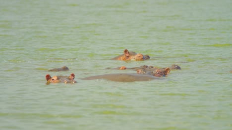 los hipopótamos ponen sus cabezas bajo el agua en un lago turbio en uganda, áfrica