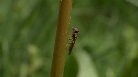 hoverfly en el tallo de la planta moviendo sus patas delanteras