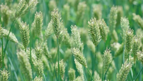 Canary-Grass-In-The-Meadow-Swaying-In-The-Wind