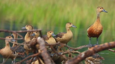 whistling duck chicks in pond with mother