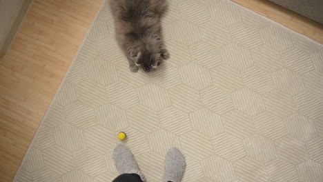 top view of a cute grey cat lying on carpet playing with its unrecognizable owner at home