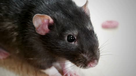 rata gris doméstica de primer plano