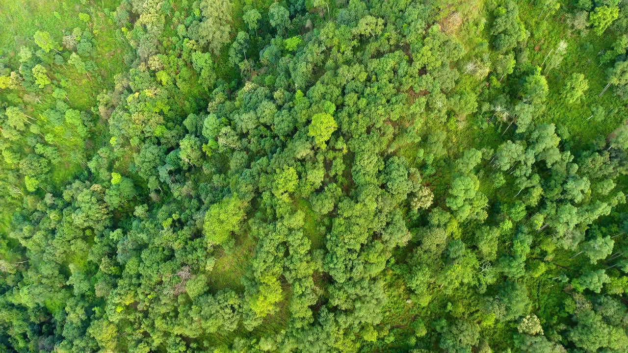 vista superior de la montaña y el bosque.