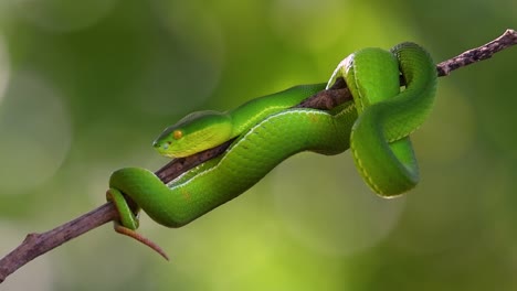 the white-lipped pit viper is a venomous pit viper endemic to southeast asia and is often found during the night waiting on a branch or limb of a tree near a body of water with plenty of food items