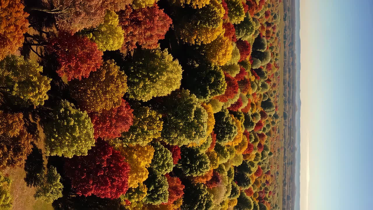 follaje de otoño vista aérea