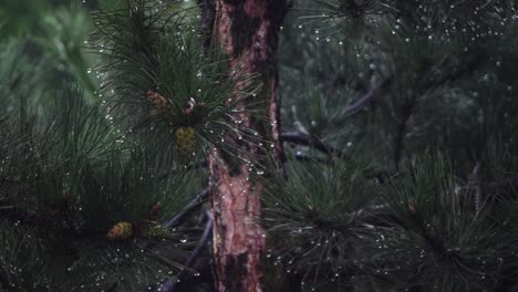 rain drops from coniferous leaves on a cloudy and rainy day