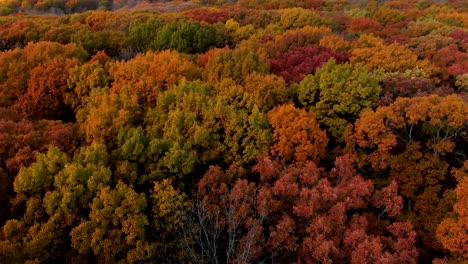 drone rotating flight over colorful autumns trees in 4k illinois