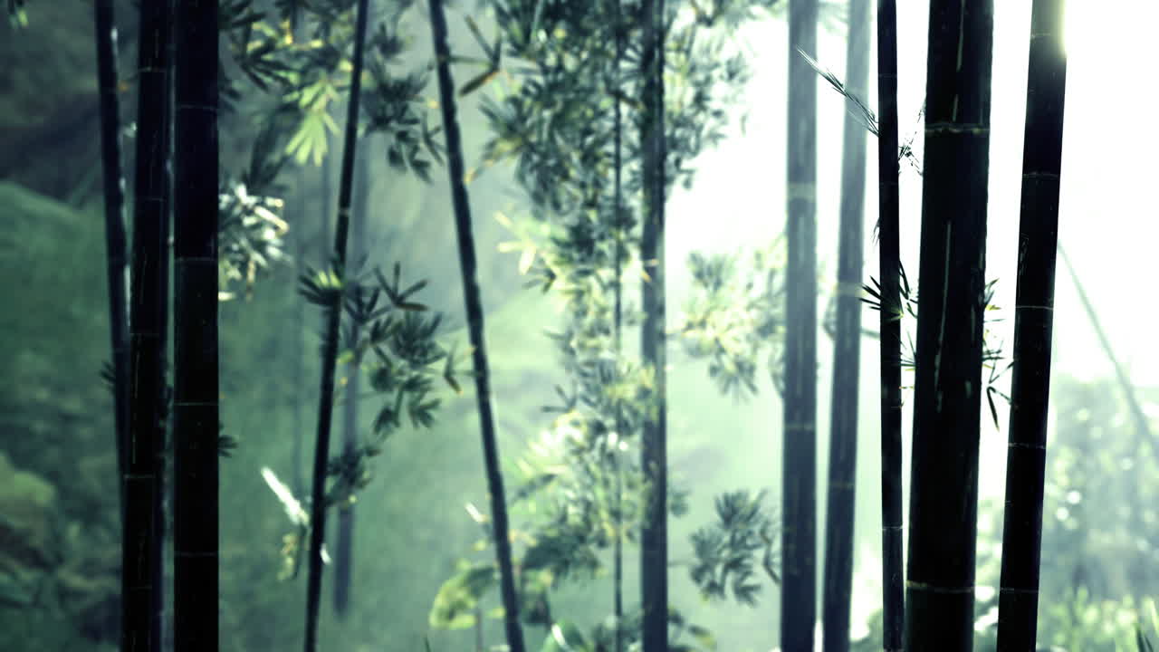 Lush bamboo forest with rays of sunlight filtering through dense greenery