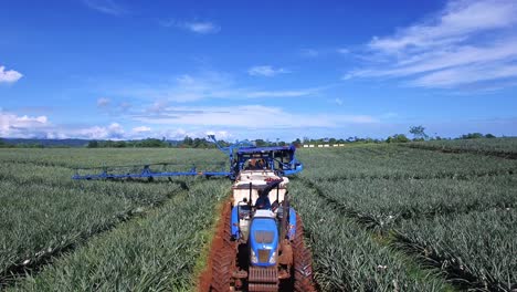 drones volando sobre maquinaria de cosecha de piña en costa rica y hombres trabajando en campos de plantaciones