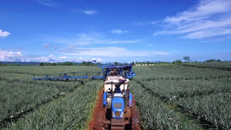 drone flying over pineapple harvesting machinery in costa rica and men at work in plantation fields