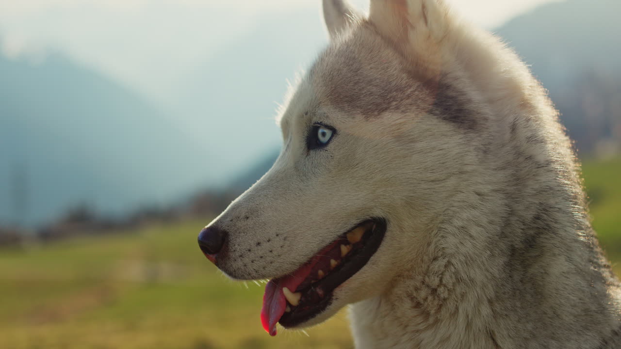Majestic husky walking through an open alpine field at sunset, with breathtaking mountain views and