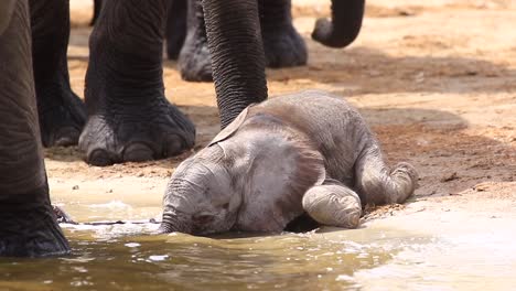 thirsty baby elephant hasn't yet learned to drink with its trunk