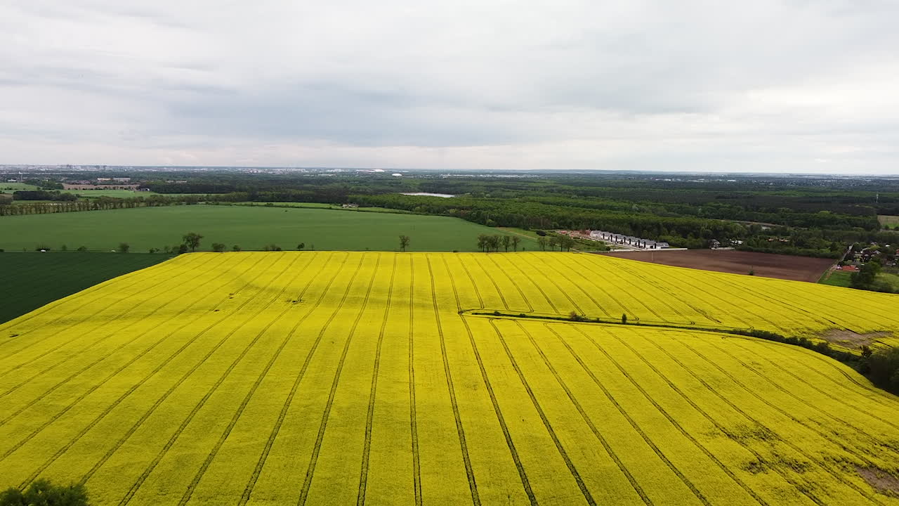 volando sobre un campo de colza en flor y mirando campos, bosques, pueblos y ciudades distantes