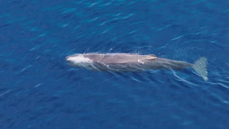 adult sperm whale blows as it surfaces to breath in the ocean