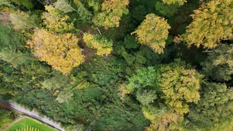 slow top down drone shot of tall trees in switzerland