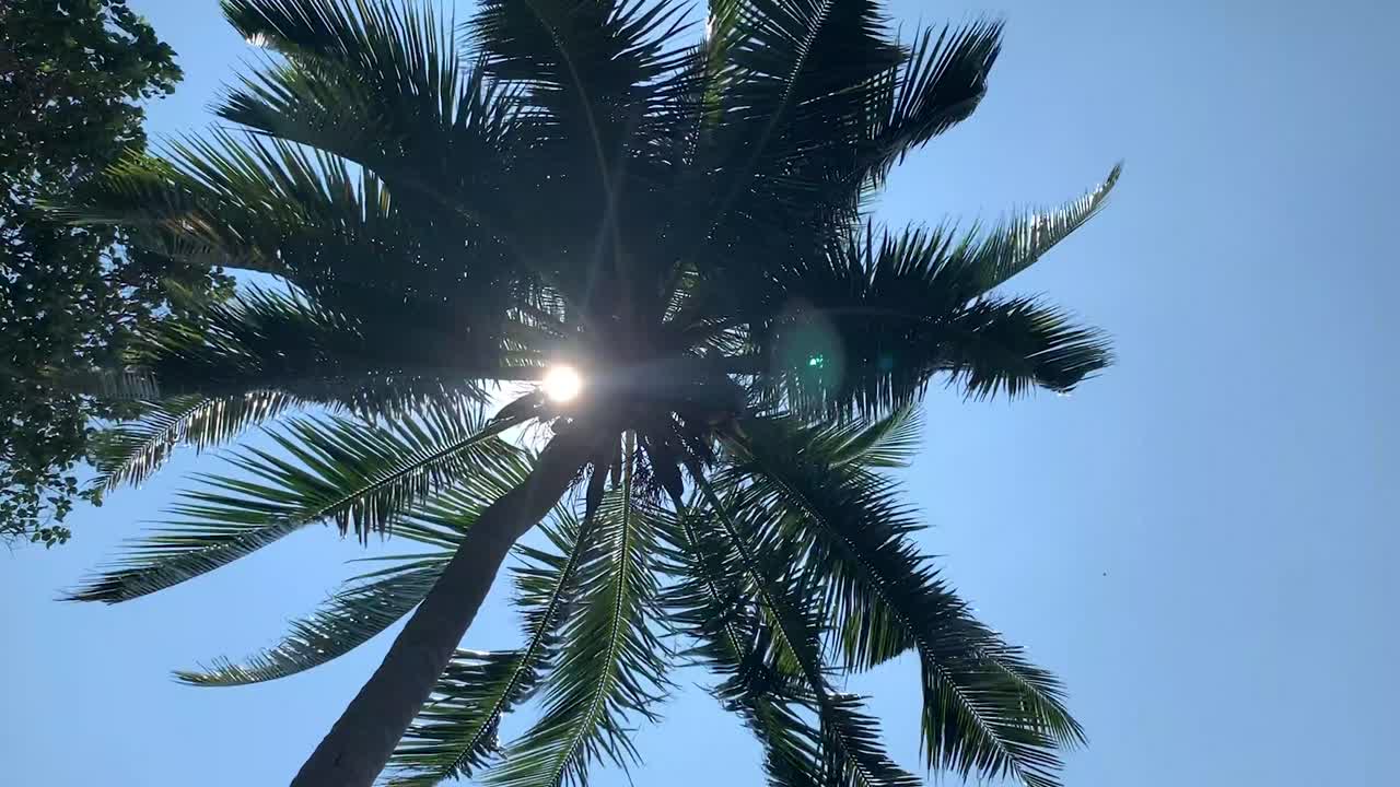 A palm tree as it is seen from the botton on a blue sky background.